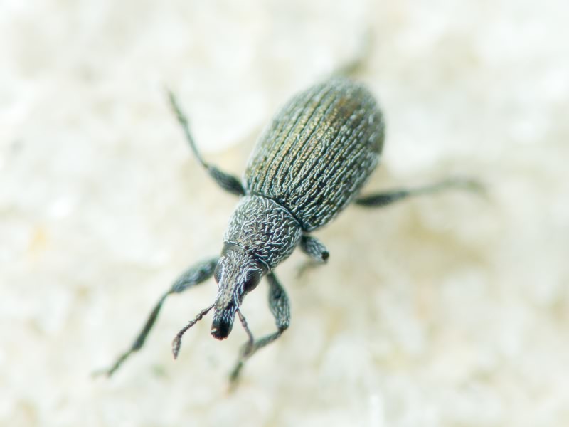 Pseudoperapion brevirostre (Herbst, 1797)